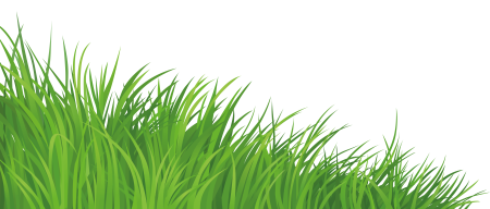 Трава на прозрачном фоне