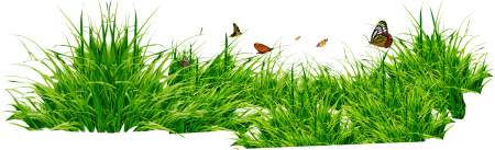 Зеленая трава на прозрачном фоне