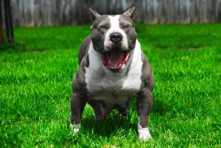 Стаффордширский терьер американский питбультерьер