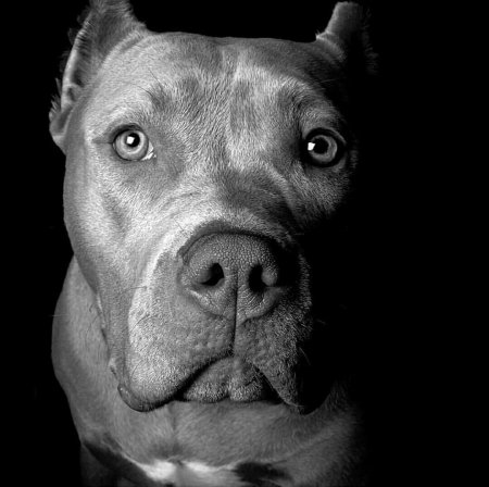 Ирландский питбуль