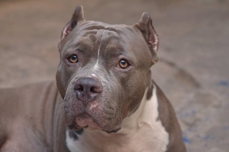 Питбультерьер Прайтер