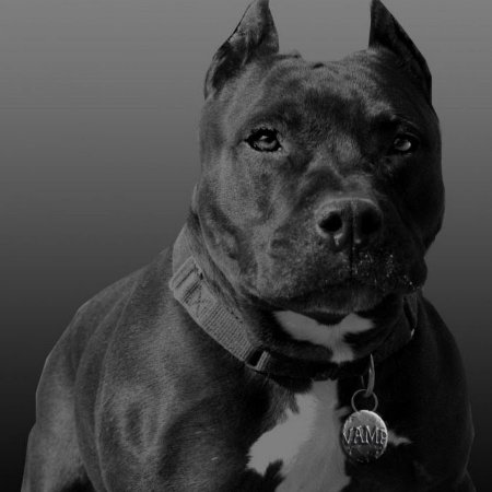 Стаффордширский терьер черн