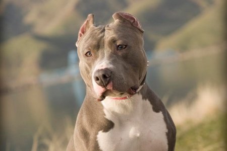 Стаффордширский терьер американский питбультерьер