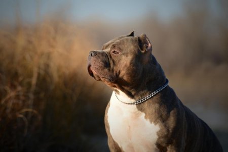 Аргентинский стаффордширский терьер