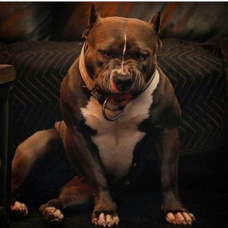 Стаффордширский терьер миостатин