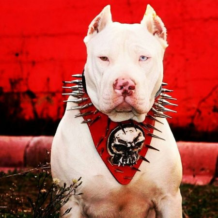 Американский питбуль Эстетика