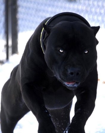 Американский питбультерьер черного окраса