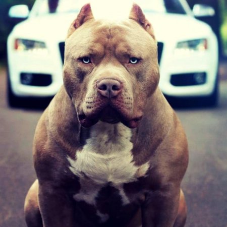 Питбуль американский стаффордширский