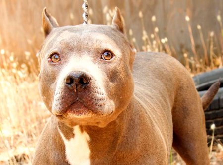 Американский питбультерьер