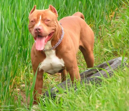 Питбуль американский питбультерьер