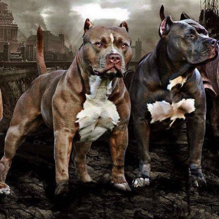 Ам булли бои