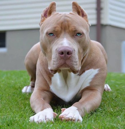 Чистокровный питбуль