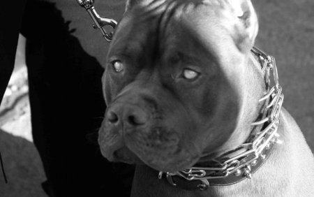 Питбуль черный бриллиант