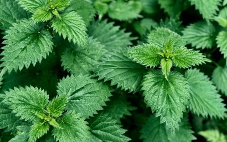 Крапива Киевская (Urtica Kioviensis)