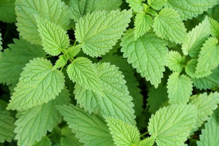 Крапива двудомная (Urtica dioica)