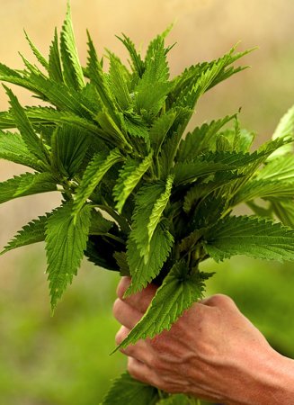 Крапива Nettle