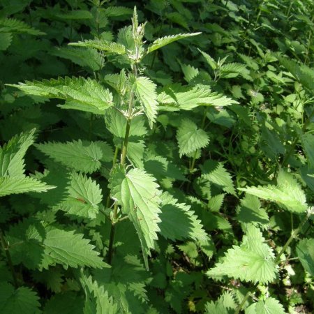 Крапива двудомная (Urtica dioica l.)