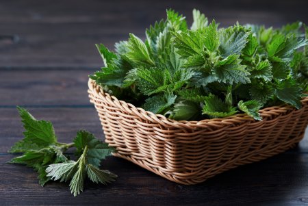 Крапива Nettle
