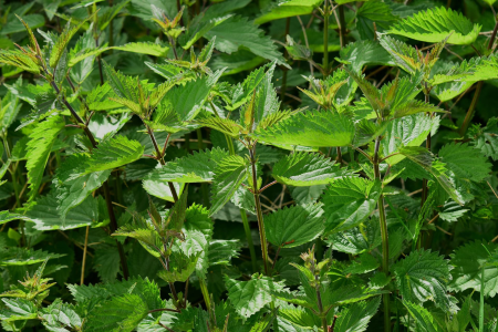 Крапива двудомная (Urtica dioica)