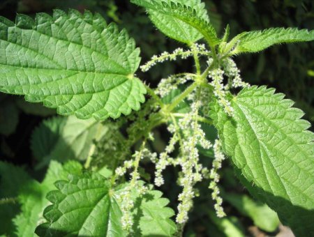 Крапива двудомная (Urtica dioica)