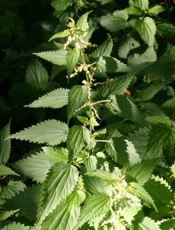 Крапива (Urtica dioica)