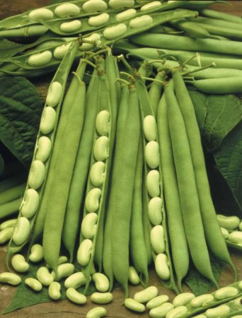 Фасоль обыкновенная Phaseolus vulgaris l.