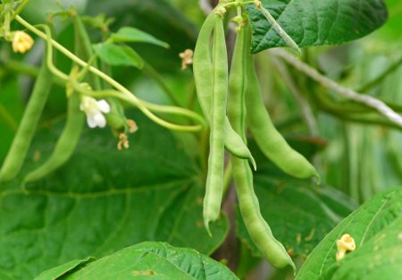 Фасоль обыкновенная (Phaseolus vulgaris