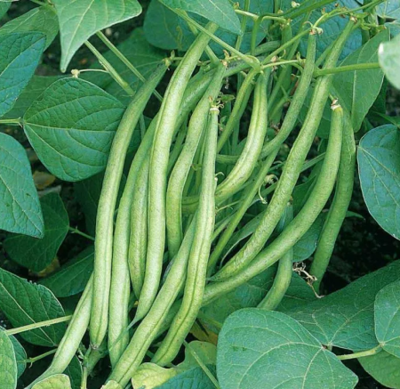 Фасоль спаржевая зеленоглазка