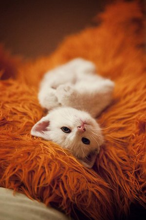 Пушистые животные