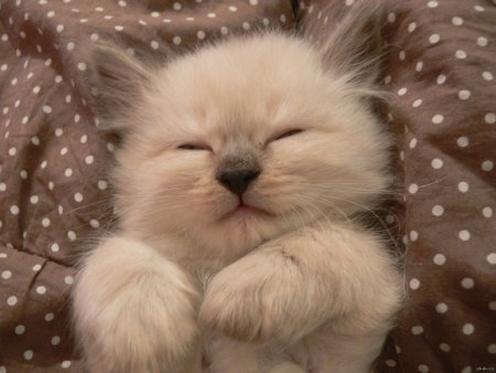 Котики мимими