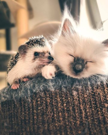 Ежик и котенок