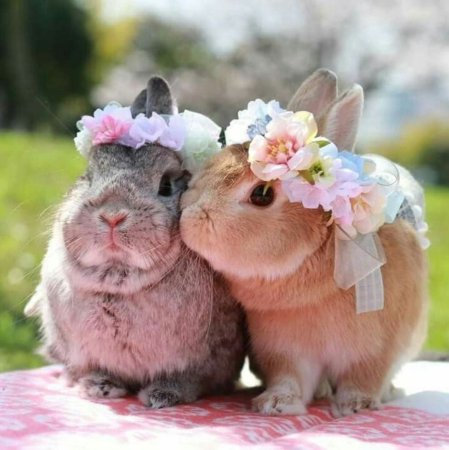 Милые домашние животные