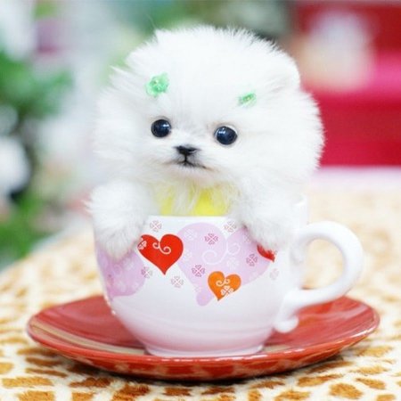 Добрые милые