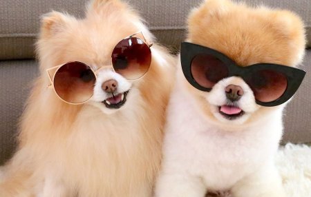 Две милые собачки