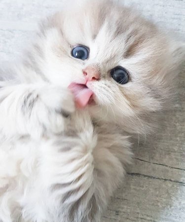 Милый котенок