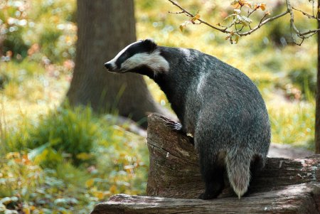 Бирманский барсук