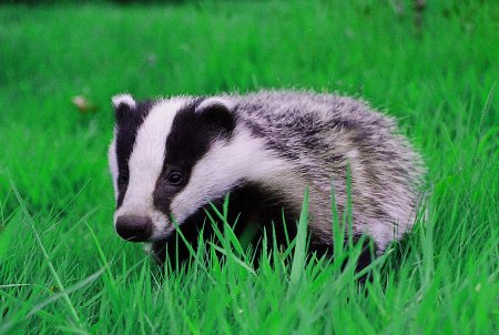 Амурский барсук