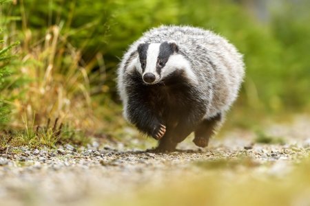 Барсук Степной