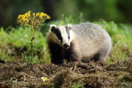 Европейский барсук с барсучатами