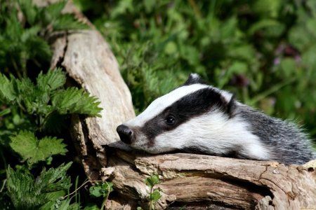 Висимский заповедник барсук