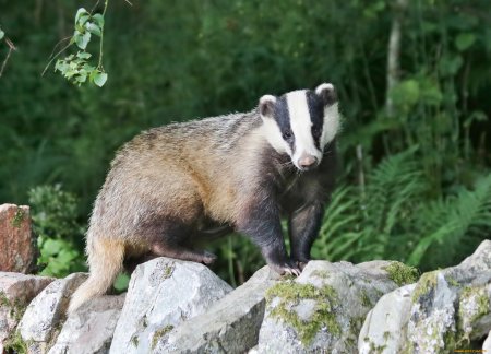 Барсук Дальневосточный