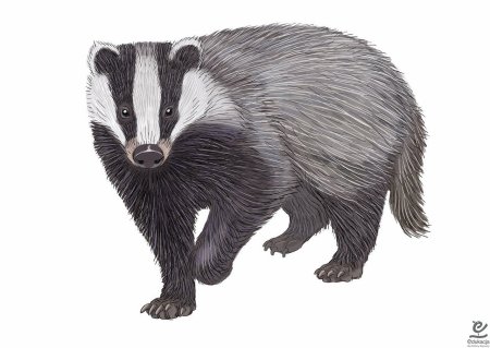 Барсук для детей