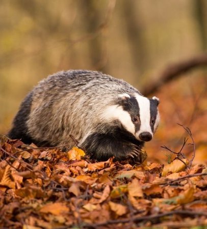Барсук Дальневосточный