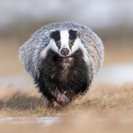 Барсук Meles Meles