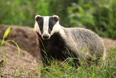 Барсук Meles Meles