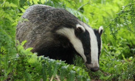 Барсук обыкновенный