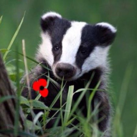 Висимский заповедник барсук