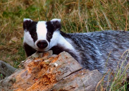 Шотландский барсук