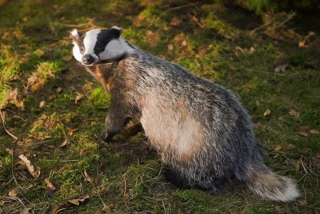 Барсук Дальневосточный