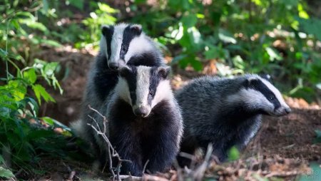 Барсук с барсучатами